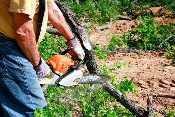 Tree Health Inspection in St Paul, VA